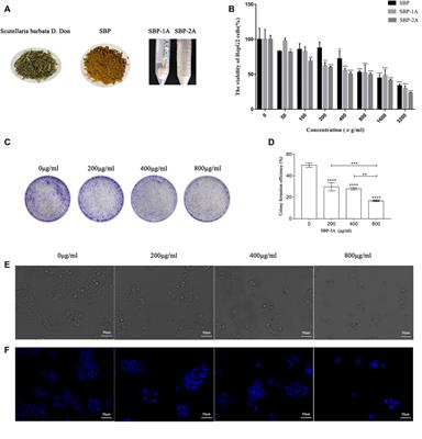 Extraction Optimization, Structural Characterization, and Anti-Hepatoma Activity of Acidic Polysaccharides From Scutellaria barbata D. Don